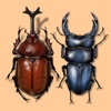 Japanese Cult Beetles japanese beetles 