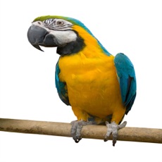 Activities of Talking Parrot