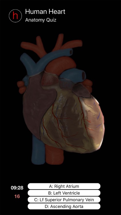 Human Heart Anatomy Quiz