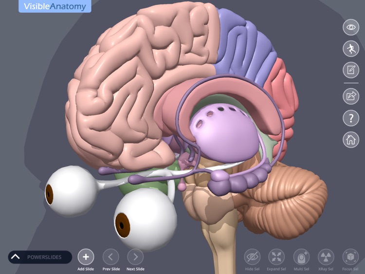 Visible Anatomy screenshot-3