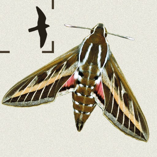 Moths of Britain & Ireland Icon