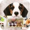 Dog Me is a photo utility for anyone to take photos with Dogs