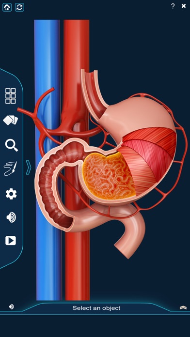 My Stomach Anatomy screenshot 2