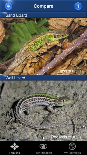 Reptile Id - UK Field Guide(圖3)-速報App