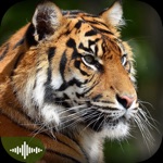 Animal Sounds Puzzles for Kids