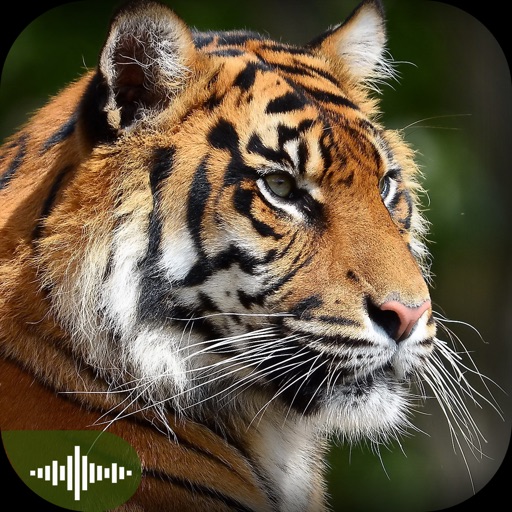 Animal Sounds Puzzles for Kids iOS App