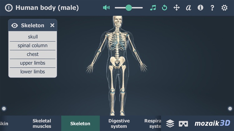 Human body (male) 3D