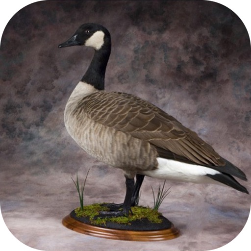 Goose Hunting Calls - Goose Sounds iOS App