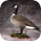 Goose hunting calls program turns your mobile phone into a hunting electronic bird caller