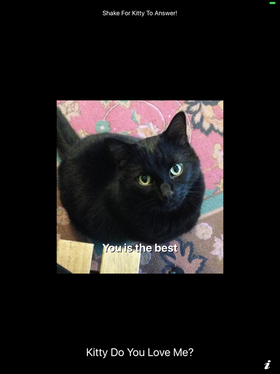 kitty kitty do you love me