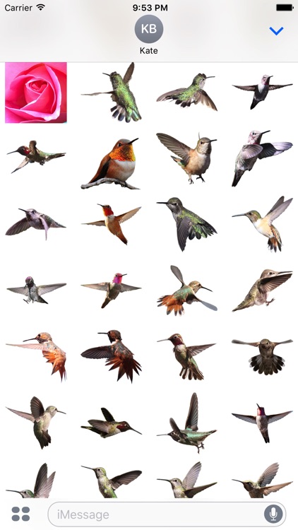Hummingbird Sticker Pack screenshot-3