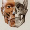 アーティストのための3D解剖学的構造 | ...