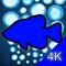 Introducing Aquarium 4K:  The most innovative and insanely beautiful Ultra HD Aquarium application ever conceived
