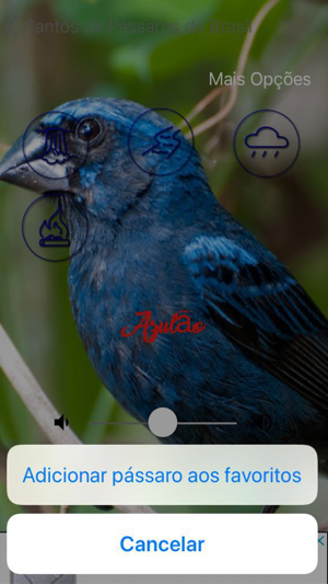 Cantos de Passaros do Brasil(圖7)-速報App