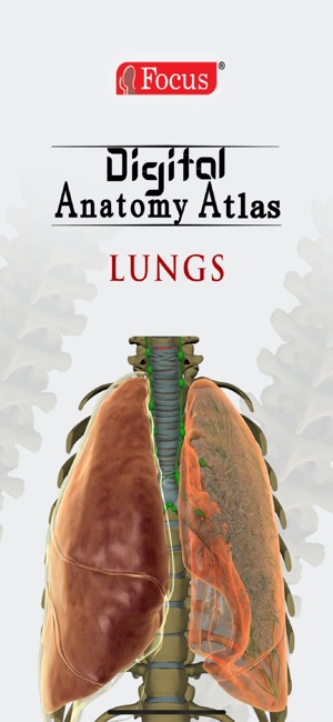 LUNGS - Digital Anatomy