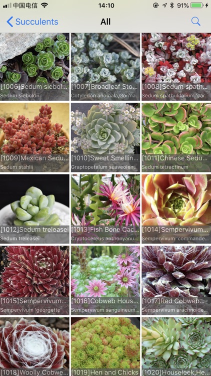 Succulents