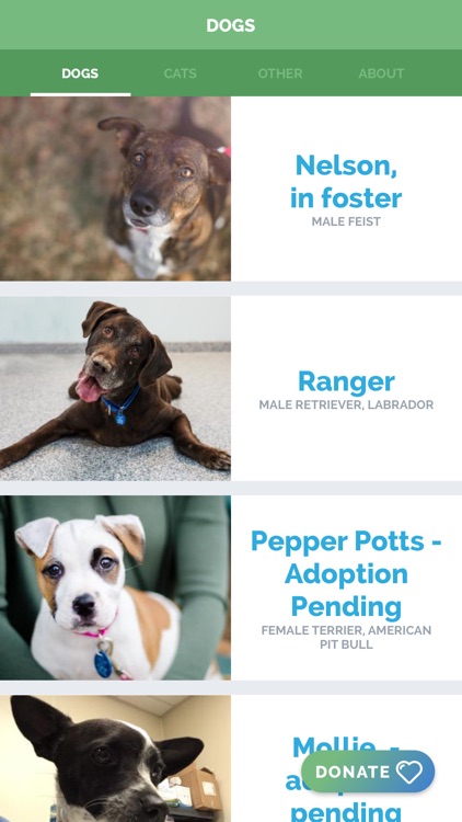 Arlington Pets