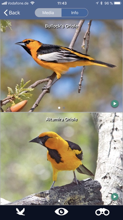 Bird Id USA backyard birds screenshot-8
