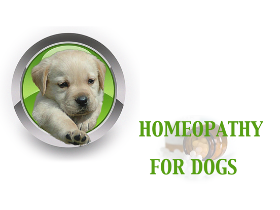 Homeopathy For Dogsのおすすめ画像1