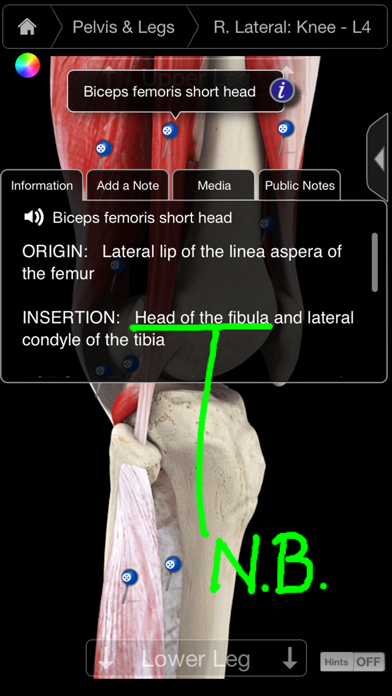 Muscle System Pro III - iPhone Edition Screenshot 2