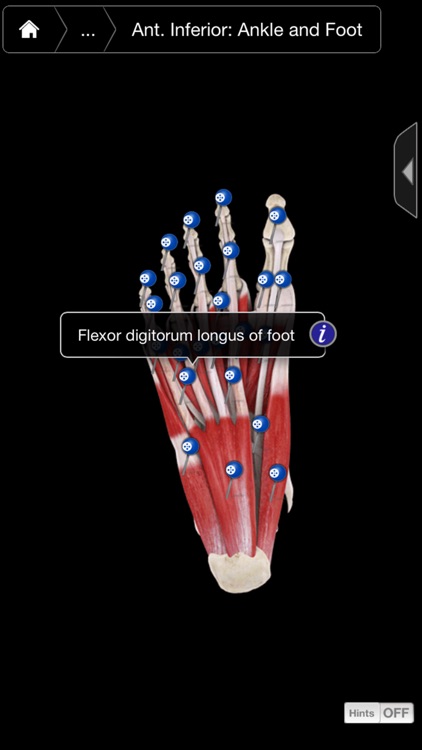 Muscle System Pro III - iPhone