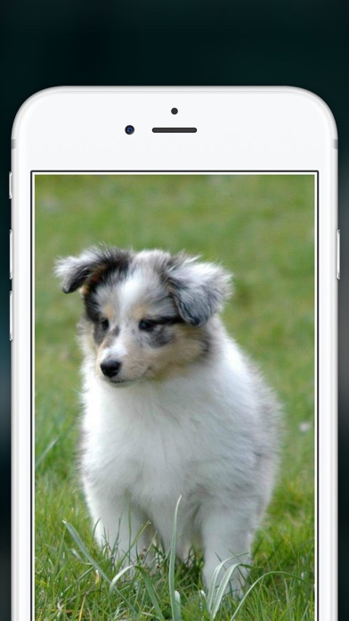 How to cancel & delete Cute Puppies Wallpapers  - dog pictures for free! from iphone & ipad 1