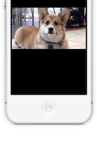 SwiCity – Advanced Dog Training Video Channel screenshot 4