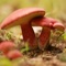 Keep up to date on the availability of edible wild plants and mushrooms in Saratoga county NY and surrounding areas
