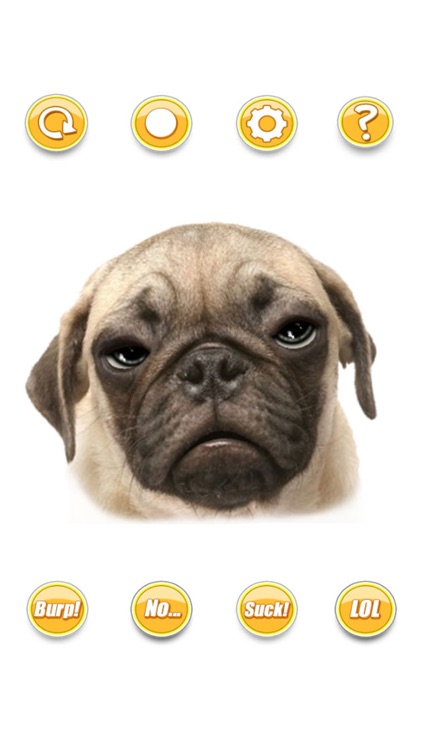 Talking Pug The Puppy Dog For Your iPhone