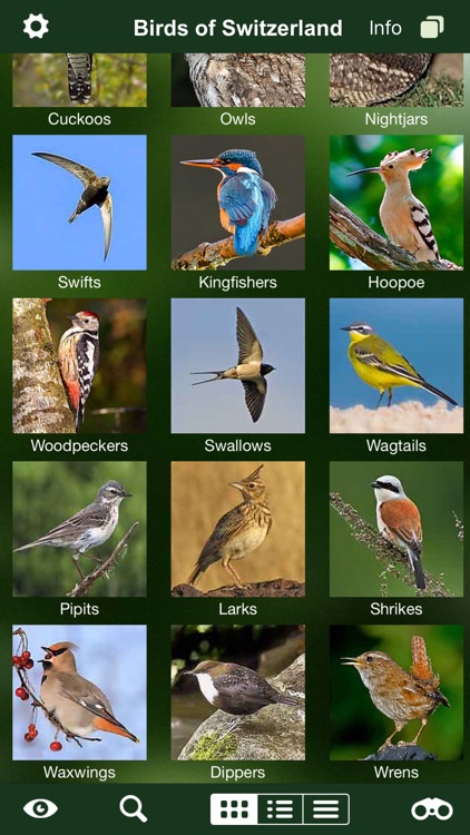 Birds of Switzerland - a field guide to identify the bird species native to Switzerland