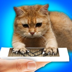 Activities of Claw Sharpener Cat Prank
