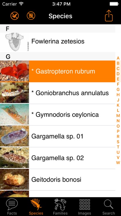 Nudibranch ID E Atlantic Med