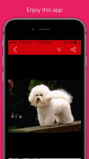 Pet wallpaper pictures : Background of flowers, cats and dog(圖5)-速報App