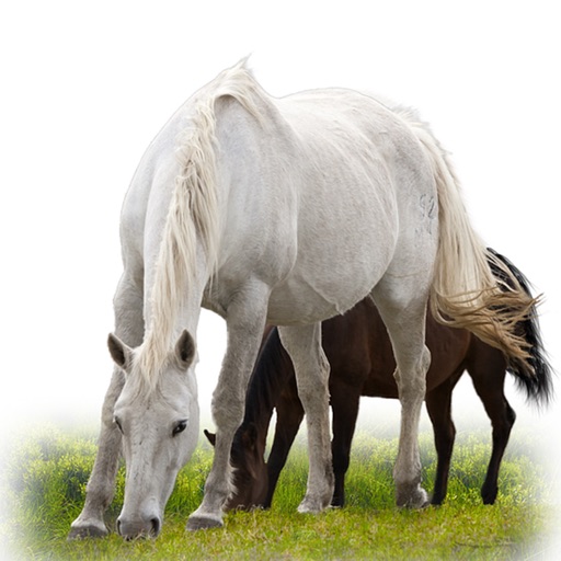 Horses Match Game iOS App