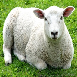 Sheep Sounds - High Quality Sounds to Rest To