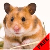 Mouse Photos & Video Galleries FREE