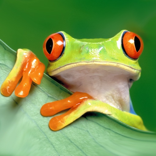 Jumping Frog - Tap Water Lily Pads