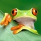 A green yellow frog has to jump over and stay at floating leaves to stay alive