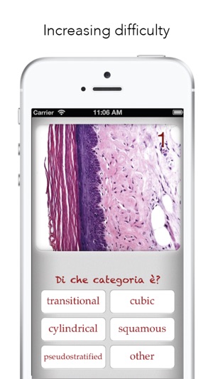 Histology Worldwide Test(圖3)-速報App