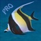 Designed for experienced divers and snorkelers, this app covers over 400 species of Hawaiian reef fishes