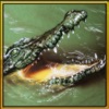 Wild Hungry Crocodile 3D. Swamp Aligator Attack in WildLife Simulator 2016 Wild Hungry Crocodile 3D. Swamp Aligator Attack in WildLife Simulator 2016