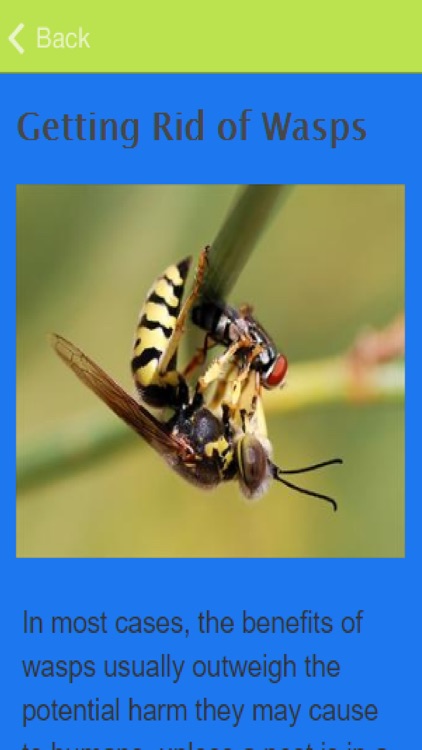 How To Treat A Wasp Sting