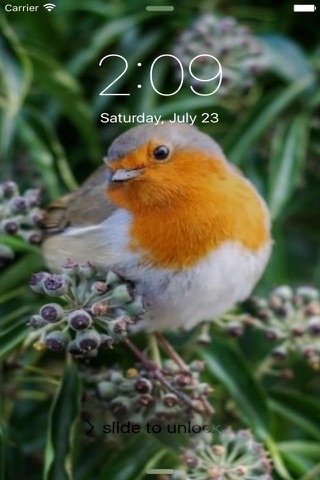 Bird Wallpapers Free screenshot 3