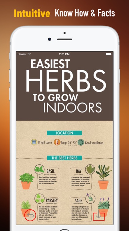 How to Grow Herbs :Tips and Guide