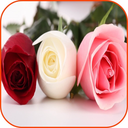 Roses Wallpaper HD Roses Information And Games icon