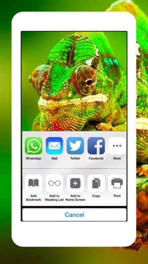 Snakes, Spiders, Lizards and Reptiles - Animals Wallpapers(圖2)-速報App