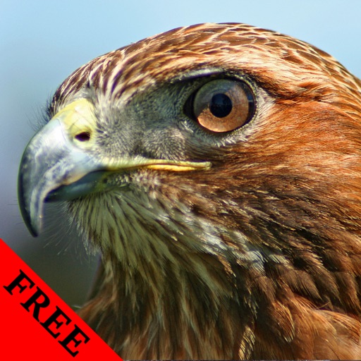 Wild Birds Hawk Photos & Video Galleries FREE icon