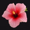 Hibiscus Wallpapers HD: Quotes Backgrounds with Art Pictures