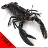 Lobster Photos & Video Galleries FREE