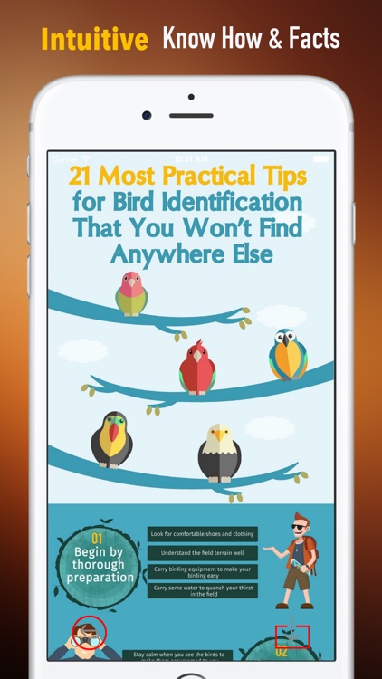 How to Identify a Bird:Tips and Tutorial